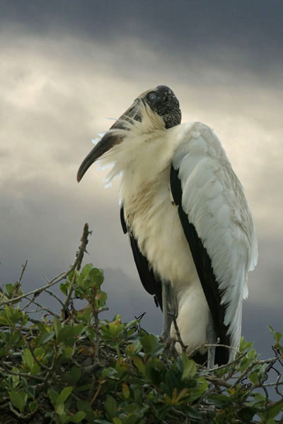 Wood Stork - Ciconiidae Mycteria americana