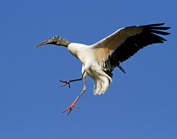 Wood Stork - Ciconiidae Mycteria americana