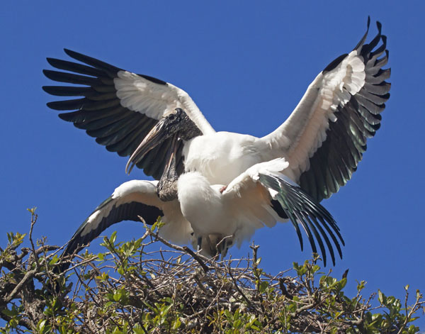 Wood Stork - Ciconiidae Mycteria americana