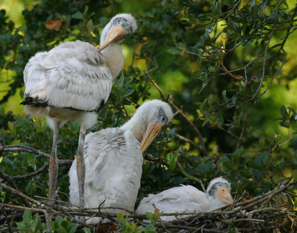 Wood Stork - Ciconiidae Mycteria americana