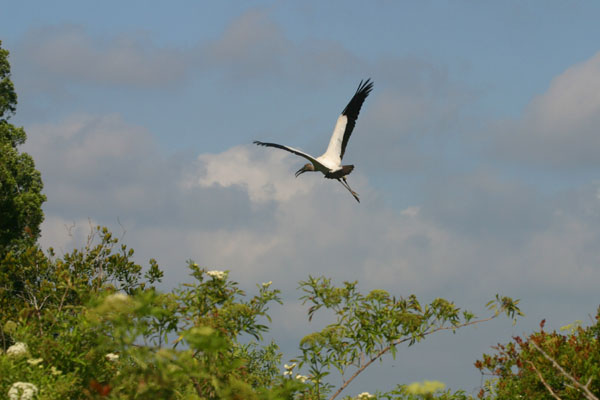 Wood Stork - Ciconiidae Mycteria americana