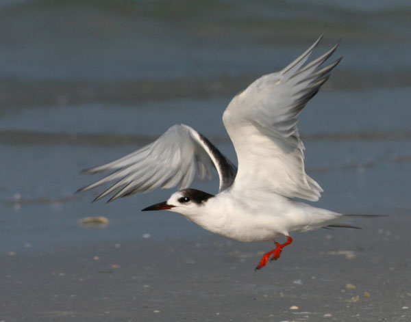 Forster's Tern - Laridae Sterna forsteri