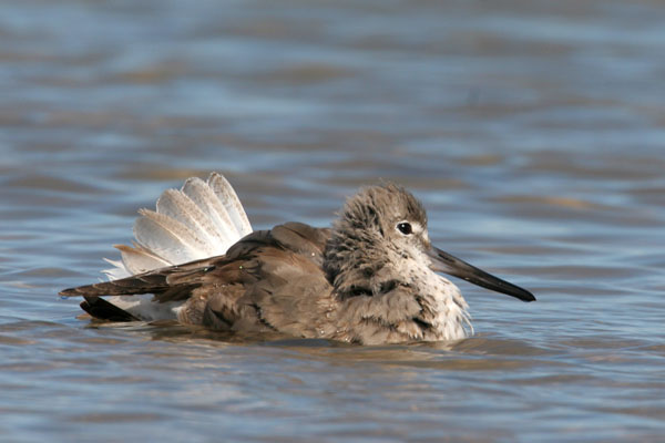 Willet - Scolopacidae Catoptrophorus semipalmatus