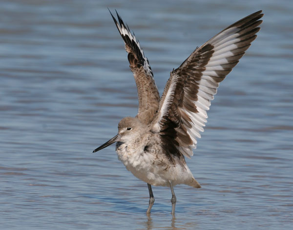 Willet - Scolopacidae Catoptrophorus semipalmatus