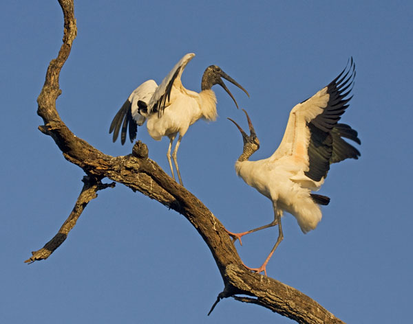 Wood Stork - Ciconiidae Mycteria americana