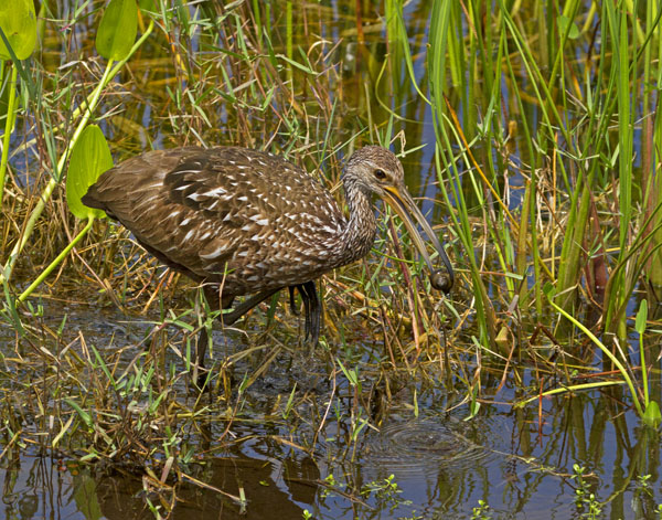 Limpkin - Aramidae Aramus guarauna