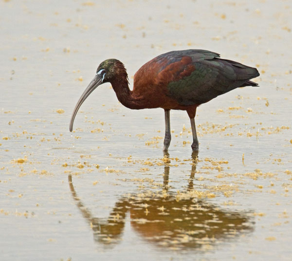 Glossy Ibis - Threskiornithidae Plegadis falcinellus