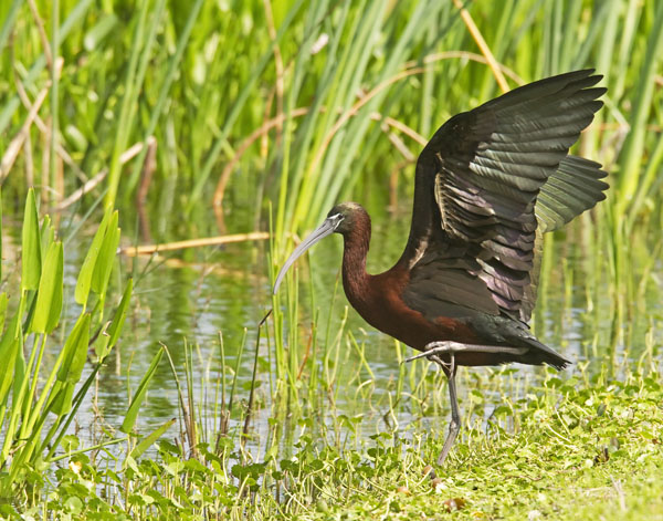 Glossy Ibis - Threskiornithidae Plegadis falcinellus