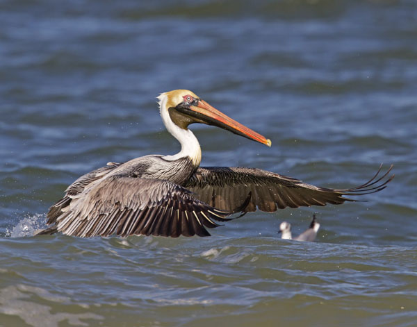 Brown Pelican - Pelicanidae Pelecanus occidentalis