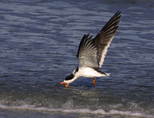 Black Skimmer - Laridae Rynchops niger