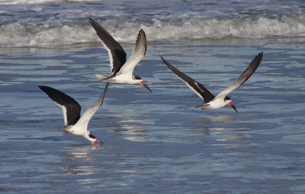 Black Skimmer - Laridae Rynchops niger