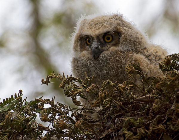 Great Horned Owl - Strigidae Bubo virgianianus