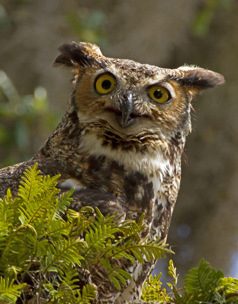 Great Horned Owl - Strigidae Bubo virgianianus