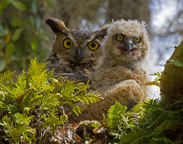 Great Horned Owl - Strigidae Bubo virgianianus