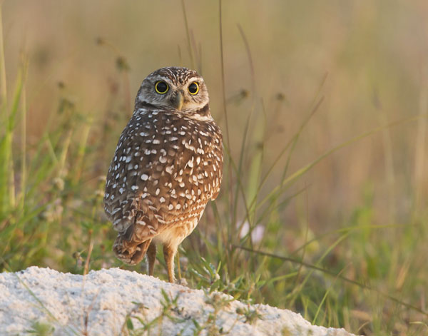 Burrowing Owl - Strigidae Surnia ulula