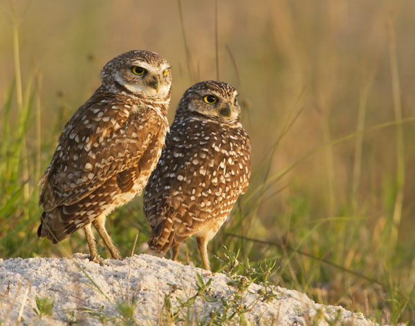 Burrowing Owl - Strigidae Surnia ulula