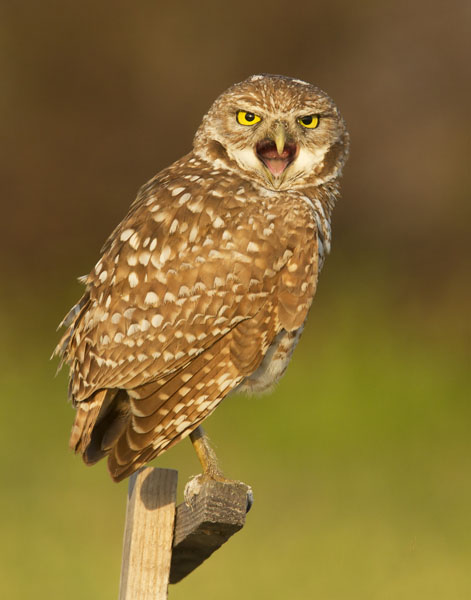 Burrowing Owl - Strigidae Surnia ulula