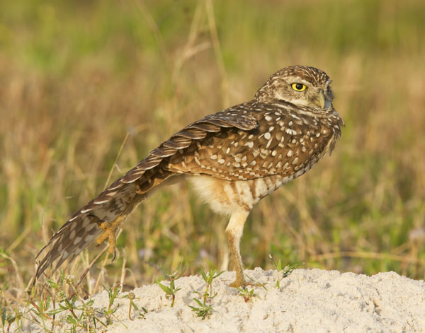 Burrowing Owl - Strigidae Surnia ulula