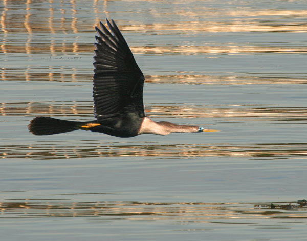 Anhinga - Anhingidae Anhinga anhinga