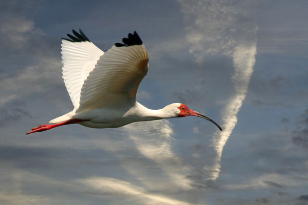 White Ibis - Threskiornithidae Eudocimus albus