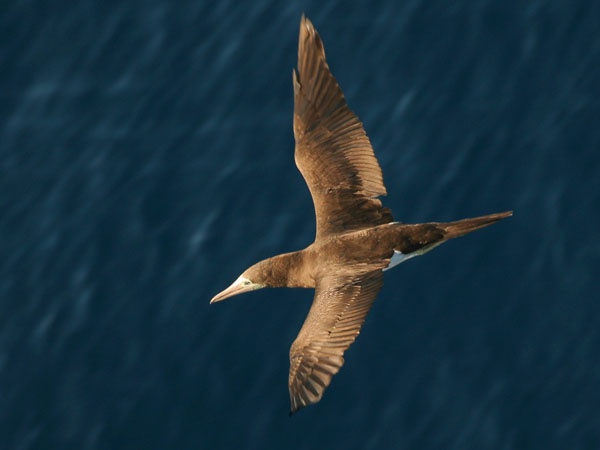 Brown Booby - Sulidae Sula leucogaster