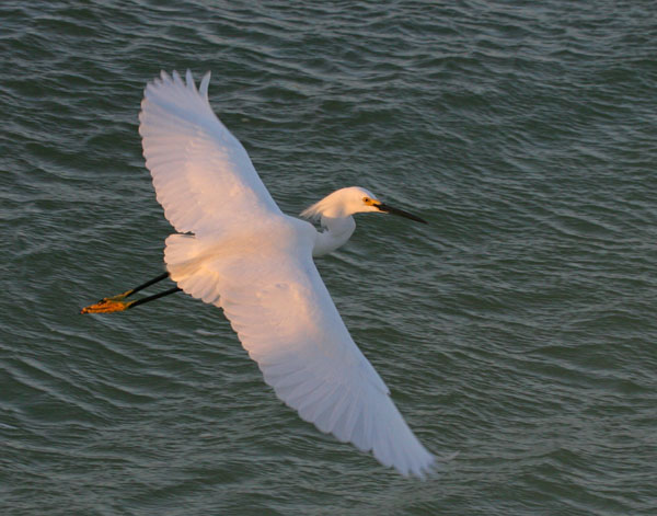 Snowy Egret - Ardeidae Egretta thula