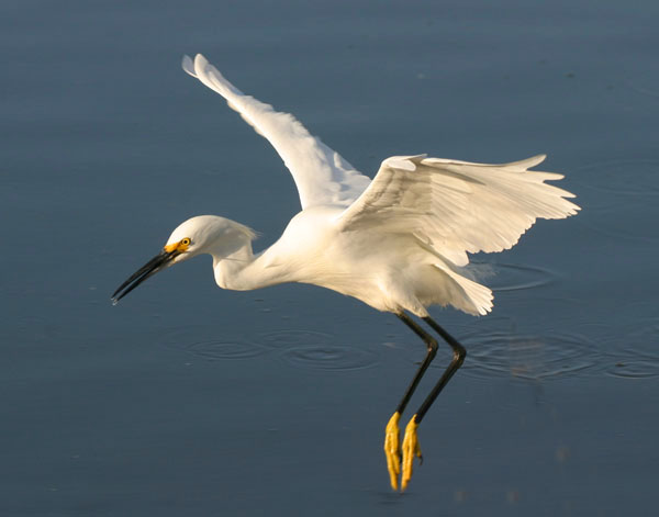 Snowy Egret - Ardeidae Egretta thula