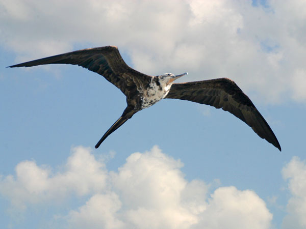 Magnificent Frigatebird - Fregatidae Fregata magnificens