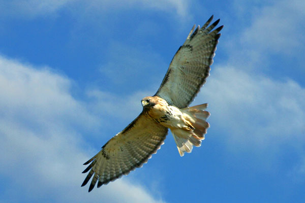 Red Tailed Hawk - Accipitridae Buteo jamaicensis