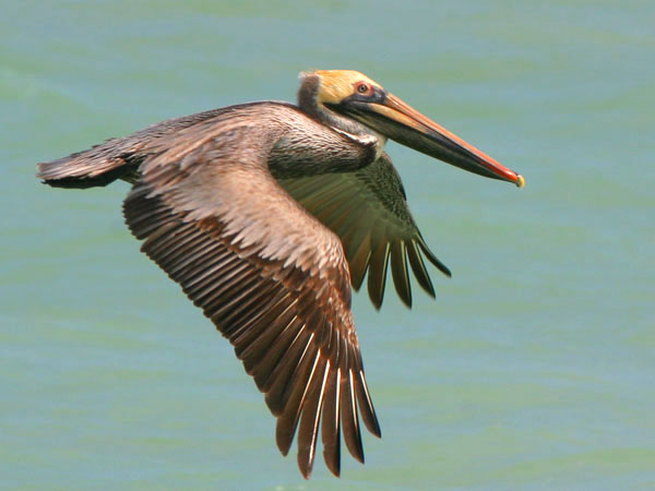 Brown Pelican - Pelecanidae Pelecanus occidentalis