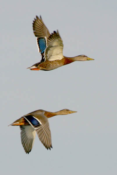 American Black Ducks - Anatidae Anas rubripes