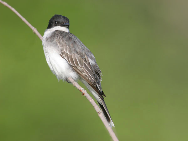 Eastern Kingbird - Tyrannidae Tyrannus tyrannus