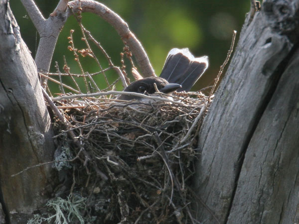 Eastern Kingbird - Tyrannidae Tyrannus tyrannus