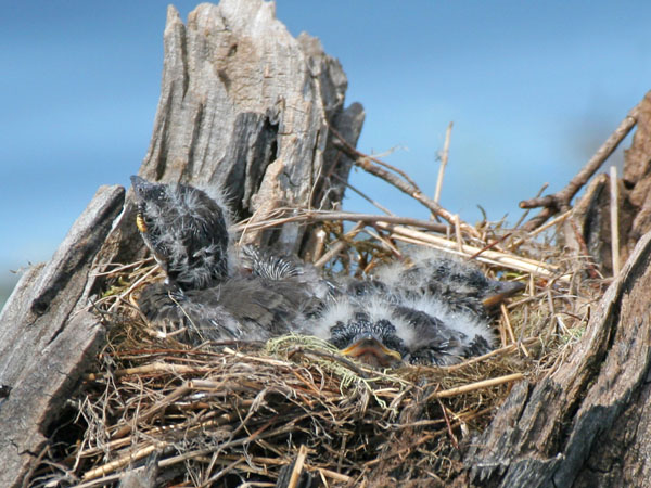 Eastern Kingbird - Tyrannidae Tyrannus tyrannus