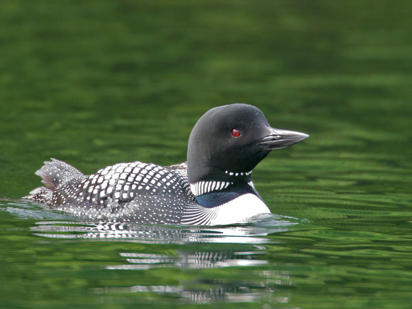 Common Loon - Gaviidae Gavia immer