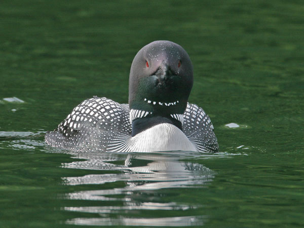 Common Loon - Gaviidae Gavia immer