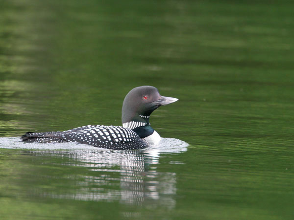 Common Loon - Gaviidae Gavia immer