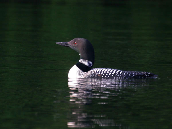 Common Loon - Gaviidae Gavia immer