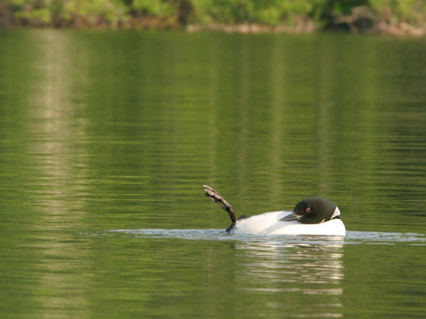 Common Loon - Gaviidae Gavia immer