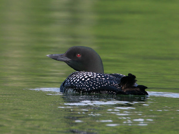 Common Loon - Gaviidae Gavia immer