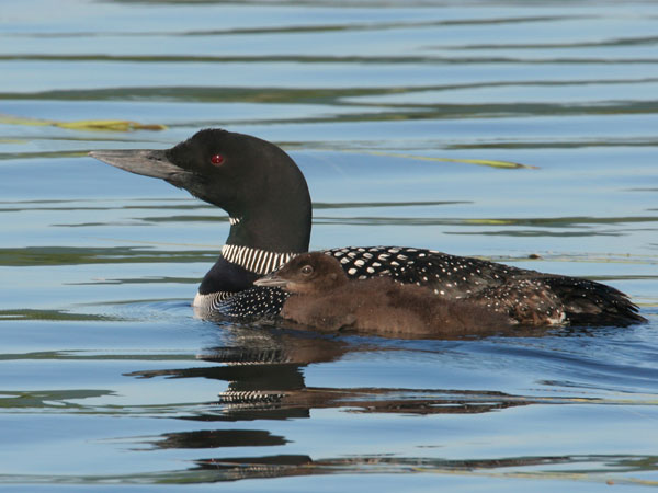 Common Loon - Gaviidae Gavia immer