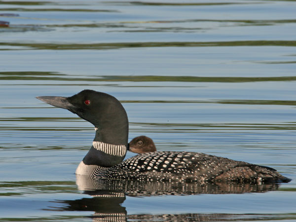 Common Loon - Gaviidae Gavia immer