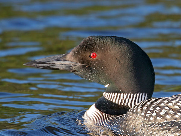 Common Loon - Gaviidae Gavia immer