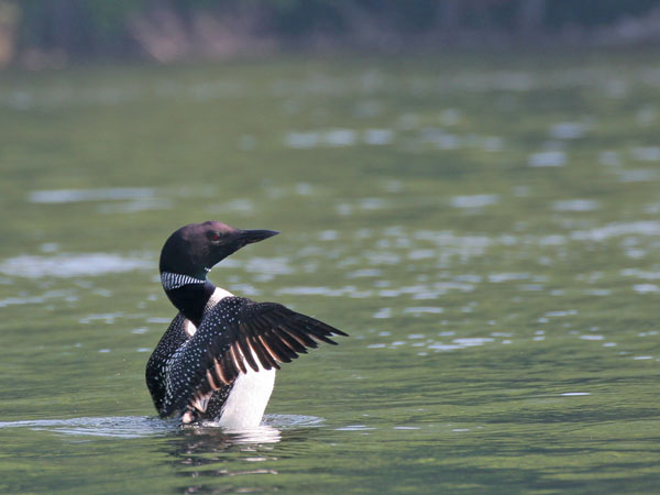 Common Loon - Gaviidae Gavia immer