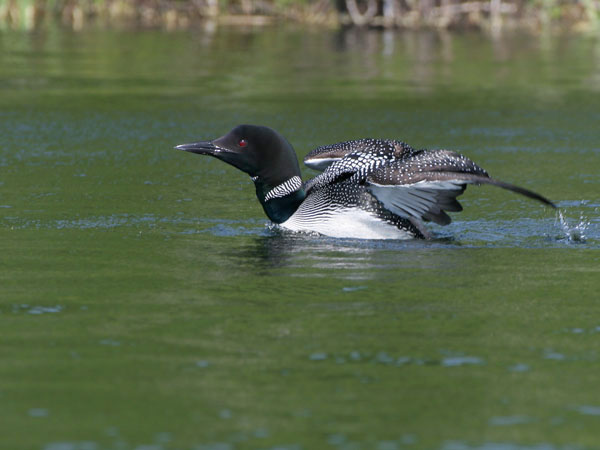 Common Loon - Gaviidae Gavia immer