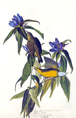 Connecticut Warbler - Parulidae Oporonis agilis