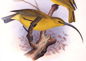 F Frohawk: Akialoa - Fringillidae Hemignathus obscurus