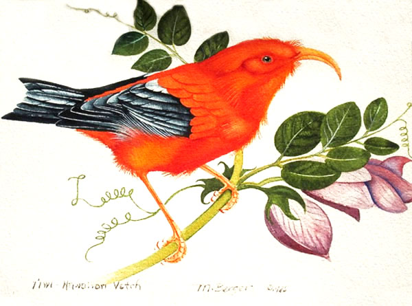 I'iwi - Fringillidae Vestiaria coccinea