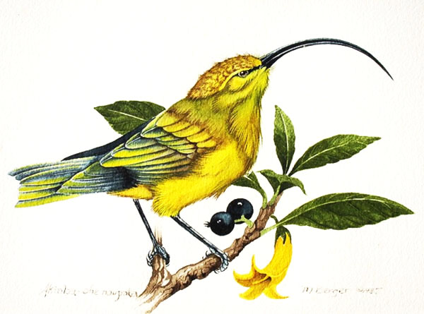 Akialoa - Fringillidae Hemignathus obscurus