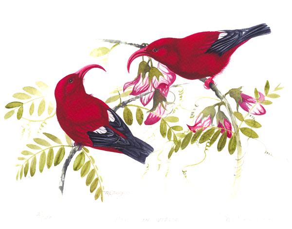 I'iwi - Fringillidae Vestiaria coccinea